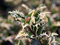 Ilex aquifolium Ferox Argentea IMG_6385 Ostrokrzew kolczasty